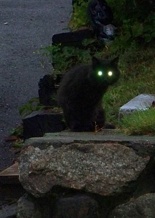 Photograph of an black cat on a stone wall